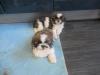 Knuddelige ShihTzu Baby`s zu verkaufen