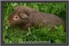 Meerschweinchen,  verschieden Rassen und Farben
