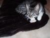 Junger Kater in Bremen (Walle/ Gröpelingen) zugelaufen