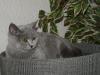 Unsere Lilly 5 Monate Kartäuser sucht noch neues Zuhause , Sehr verschmust und su