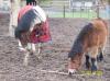 Kleiner Fratz sucht neues Zuhause