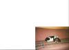 Junger Bassed Hound zu Verkaufen