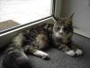 Maine Coon Hobbyzucht