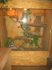 grüner Leguan und Terrarium