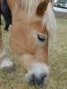 sehr schöne Haflinger Stute
