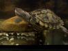 Tausche oder verkaufe Höckerschildkröte