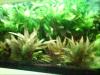 aquarien pflanen