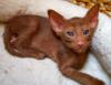 suche OKH Mädchen in cinnamon o. havanna