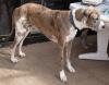 Deutsche Doggenhündin,  knapp 3 Jahre alt,  abzugeben