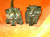 Exotic Shorthairbabys