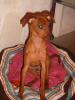 Mein Name ist Lucky ( 5Mon.), reinrassig
