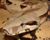 boa constrictor imperrator mit komplets aluterrarium