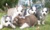 siberian husky welpen siberische welpe weibchen rüde blaue augen