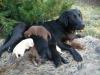 Reinrassige labrador welpen 290 euro. zuckersüss