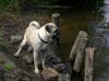 Rassmo Deckrüde sucht nette Hundedamen! ! !