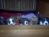 Boxer-Mischlings-Welpen