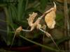 SUCHE IDOLOMANTIS DIABOLICA