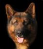 Schäferhundwelpen