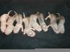 Halb-und Langhaarfrettchenbabys 2008
