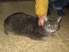 Spike sucht ein neues Zuhause