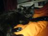 Suche Deckkater - Kartäuser /  BKH
