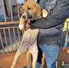 Bibi sucht ein passendes Zuhause