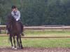 Suche Reitbeteiligung/ Pflegepferd rund um Stuttgart