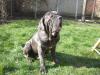 Hundeschule Royke,  Bekannt aus Presse,  Funk und Fernsehen