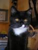 Schwarzer Kater entlaufen (kastriert)