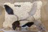 Süsse Ratten Kinder,  Mädels und Jungs auch in Dumbo und Rex