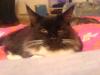 Maine Coon Deckkater balck/ white