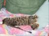 Suche Deckkater,  Raum Regensburg,  Schwandorf,  Amberg