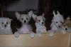 Schöne Welpen von Chinese Crested Dog (Schopfhunde)