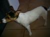 Jack russel mädchen 8 monate alt günstig abzugeben