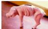 Das verhungerte LV-Sparschwein