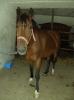 Biete RB auf Welsh-Cob-Mix