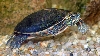 Biete 2 weibliche Rückenstreifen-Zierschildkröten an