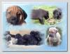 Molosser,  Dogge/  Mastiff/  dt. Saupacker