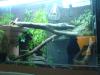 Großes Terrarium   Boa Constrictor