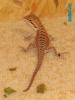 Sunbrust/ Snow x Florida Orange Blood Barti Babys