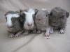 Hobbyzucht gibt wunderschöne Meerschweinchen ab, 