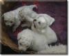 Hurra,  unsere Bichon frise Wel