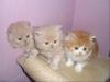 Perserkatzenbabys