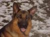 Deutscher Schäferhund (3, 5 Jahre)
