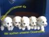 Bichon Frise Welpen