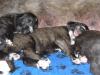Irish Wolfhound Zwinger BiGi´s Wolf hat Welpen