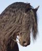 !Gelegenheit! Star&Show Friese sucht Pferdepflegerin/ Reitbeteiligung