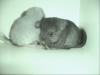 2 süße Chinchilla Babys abzugeben