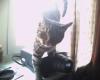 Meine Katze Ming sucht ein neues zuhause ...