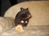 schwarzes Hamsterweibchen abzugeben